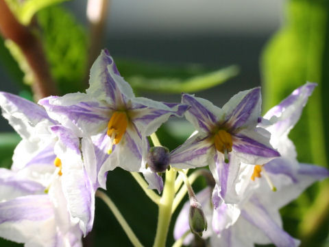 Solanum muricatum