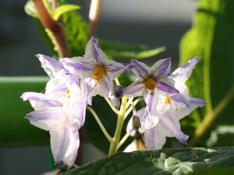 Solanum muricatum