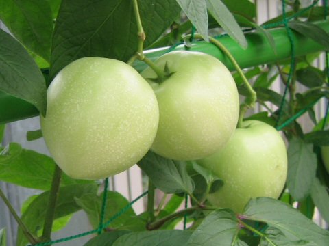 Solanum muricatum