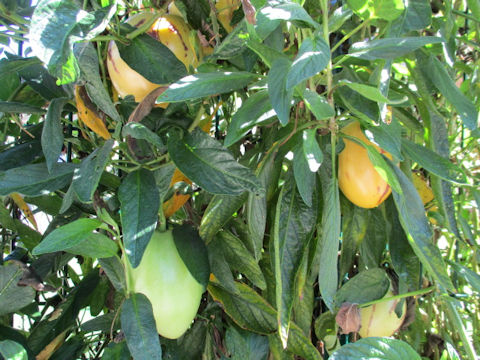 Solanum muricatum