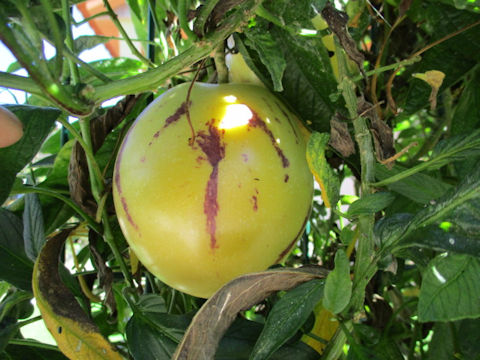 Solanum muricatum