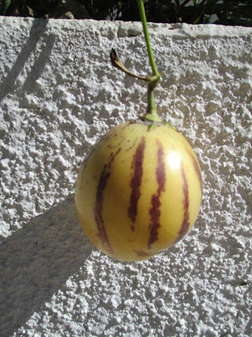 Solanum muricatum