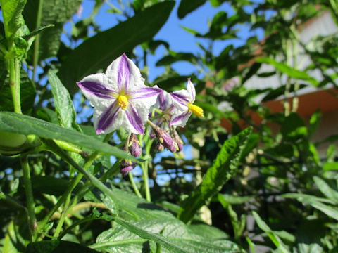 Solanum muricatum