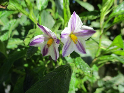 Solanum muricatum