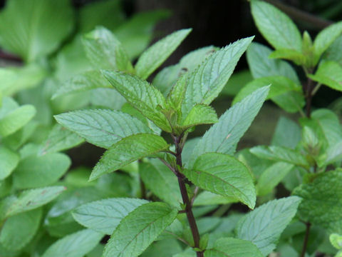 Mentha x piperita