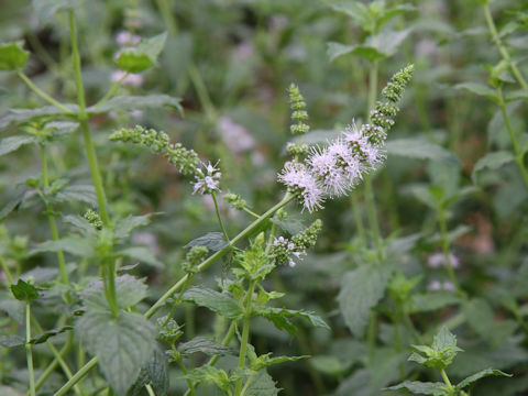 Mentha x piperita