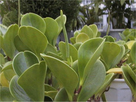 Peperomia obtusifolia