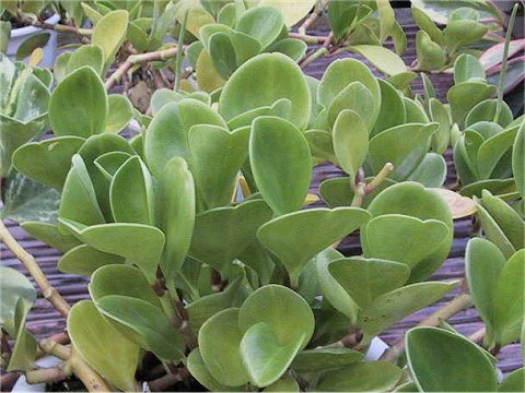 Peperomia obtusifolia