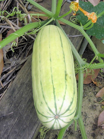 Cucurbita pepo