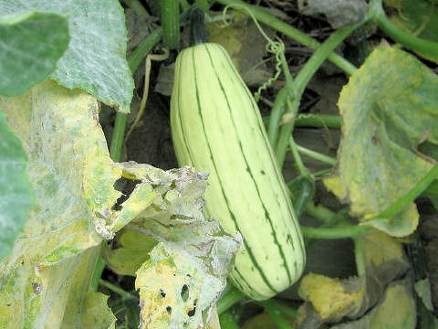 Cucurbita pepo