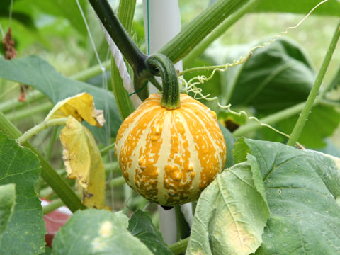 Cucurbita pepo