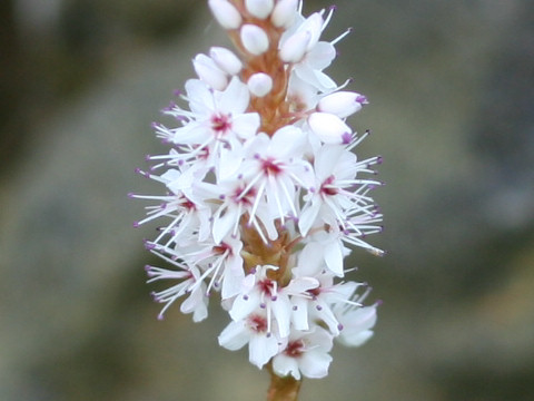 Persicaria affinis