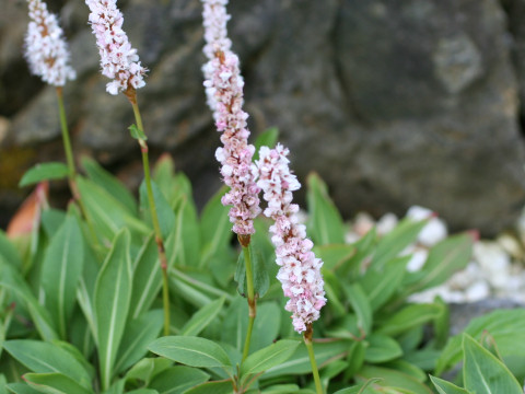 Persicaria affinis