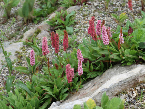 Persicaria affinis