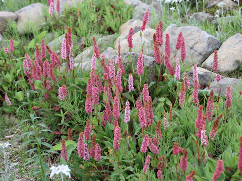 Persicaria affinis