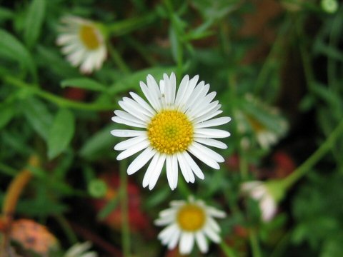 Erigeron karvinskianus