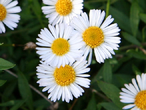 Erigeron karvinskianus