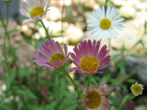 Erigeron karvinskianus