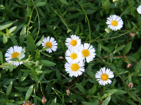 Erigeron karvinskianus