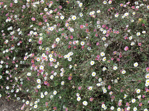 Erigeron karvinskianus