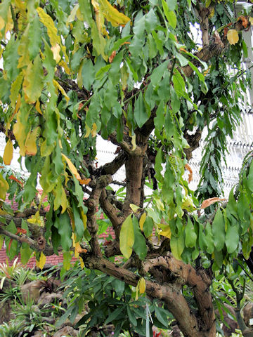 Pereskia grandifolia