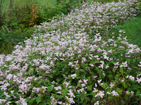 Persicaria microcephala