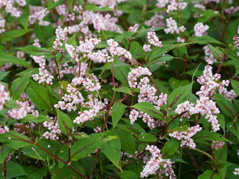 Persicaria microcephala