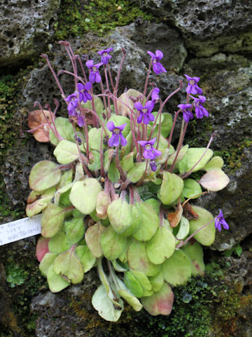 Petrocosmea flaccida