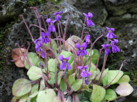 Petrocosmea flaccida