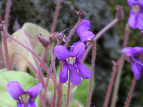 Petrocosmea flaccida