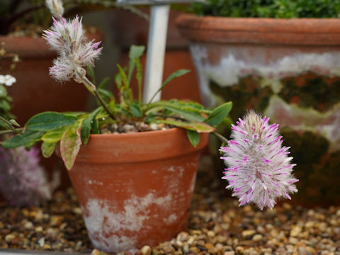 Ptilotus exaltatus