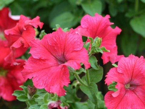 Petunia x hybrida