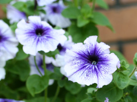 Petunia x hybrida