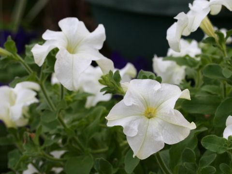 Petunia x hybrida