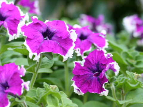 Petunia x hybrida