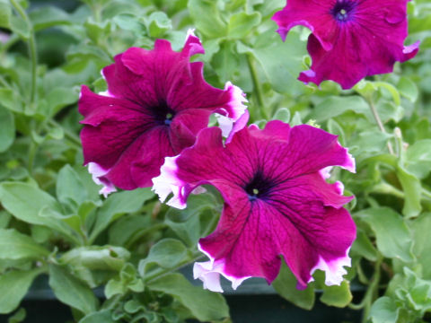 Petunia x hybrida