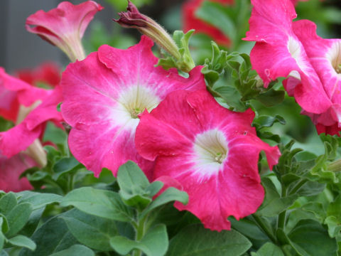 Petunia x hybrida