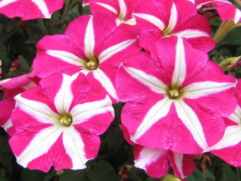 Petunia x hybrida