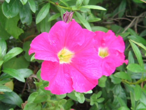 Petunia x hybrida