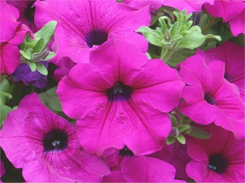 Petunia x hybrida