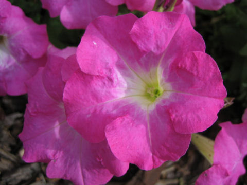 Petunia x hybrida