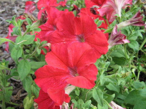 Petunia x hybrida