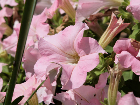 Petunia x hybrida