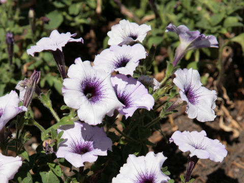 Petunia x hybrida