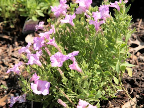 Petunia x hybrida