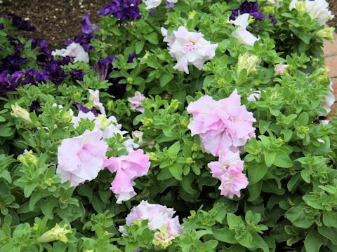 Petunia x hybrida