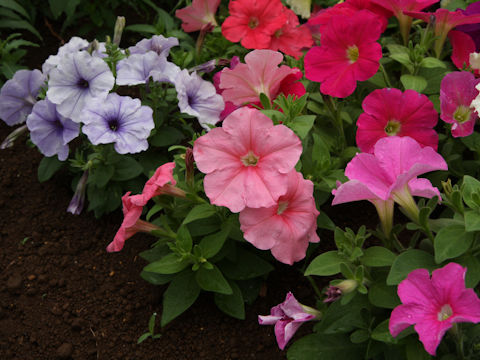 Petunia x hybrida