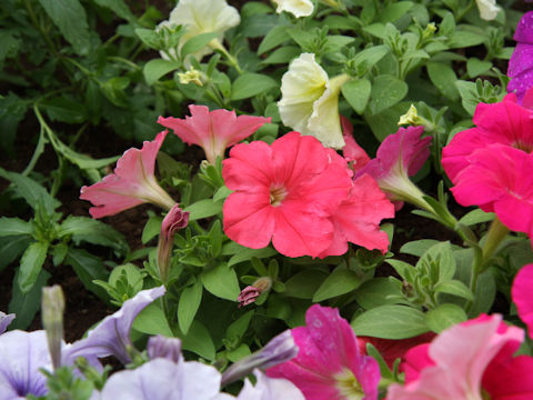 Petunia x hybrida