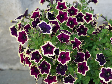 Petunia x hybrida cv. Crazytunia