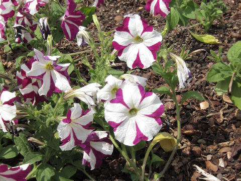 Petunia x hybrida